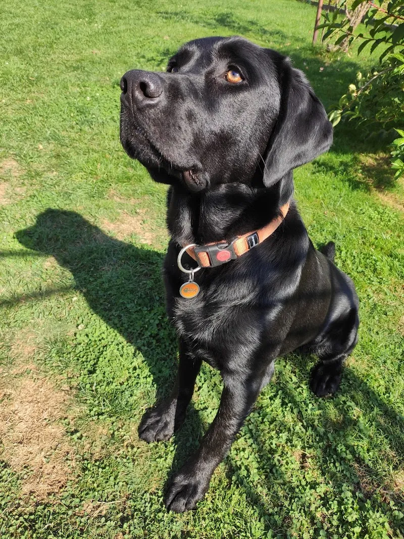 Tierarztpraxis Opher Berger AG — Vétérinaire, Reinach, Argovie. Foto 2