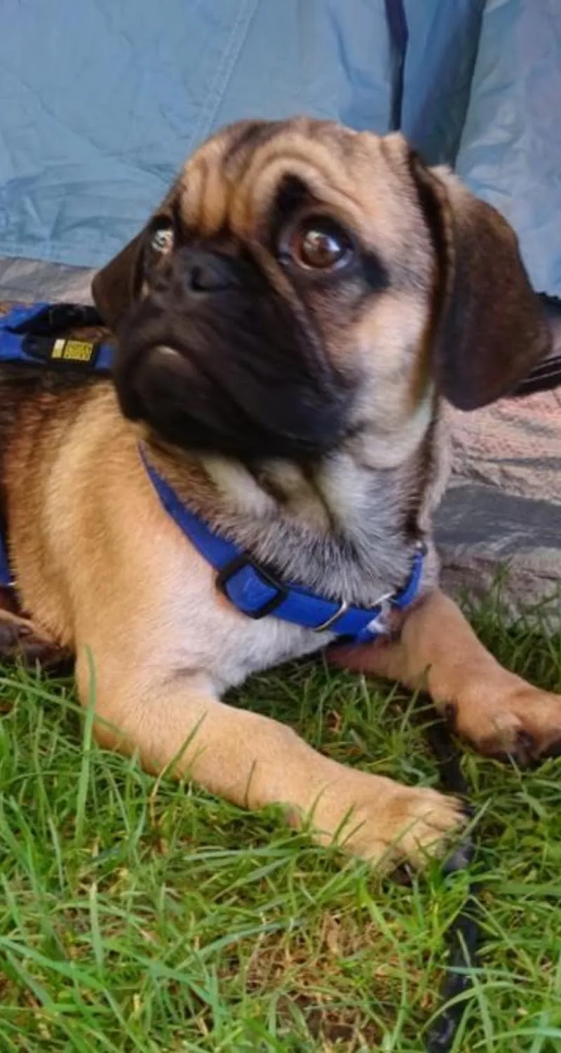 Tierarztpraxis Opher Berger AG — Vétérinaire, Reinach, Argovie. Foto 3