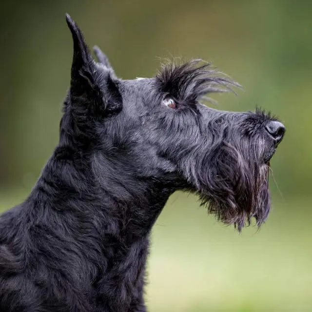 Tierarztpraxis im Salmenpark — Veterinarian, Rheinfelden, Aargau. Foto 2