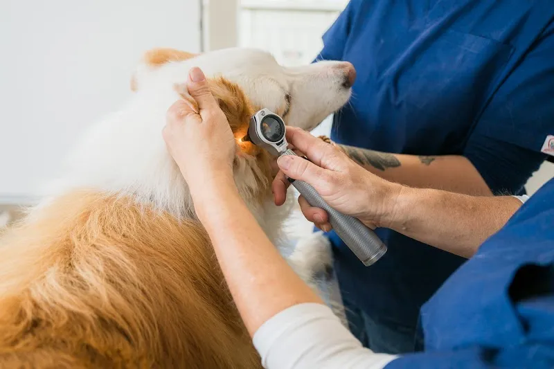 Vet-Homöopathie, Med.vet. Cayra Arcangioli-Studler, Homöopathie für Tiere — Tierarzt, Beinwil am See, Aargau. Foto 2