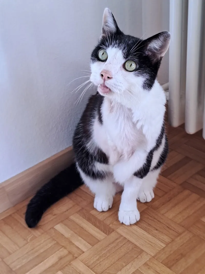 sport-vet — Tierdienste in Therwil, Basel-Landschaft. Bewertung 5.0/5.