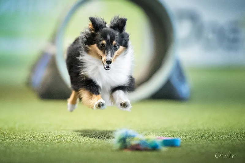 sport-vet — Service animalier, Therwil, Bâle-Campagne. Foto 2