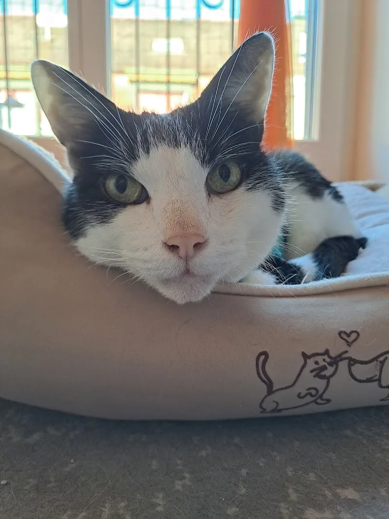 sport-vet — Service animalier, Therwil, Bâle-Campagne. Foto 3