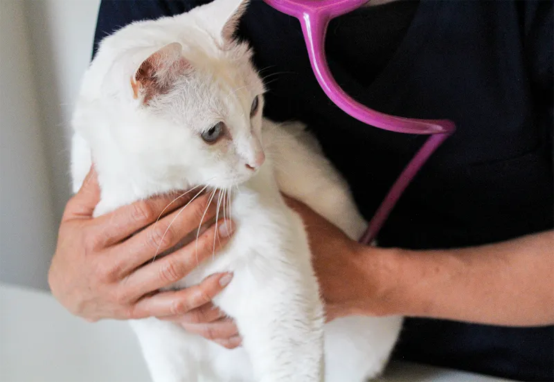 vet at home Farner - mobile Tierarztpraxis — Tierarzt in Reinach, Aargau. Bewertung 5.0/5.