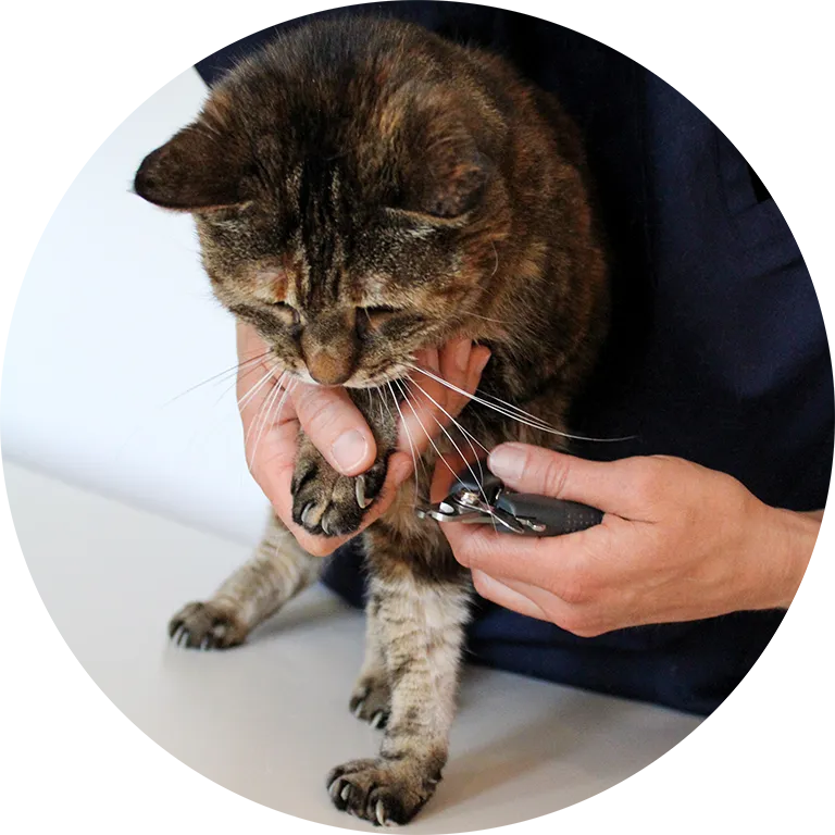 vet at home Farner - mobile Tierarztpraxis — Vétérinaire, Reinach, Argovie. Foto 2