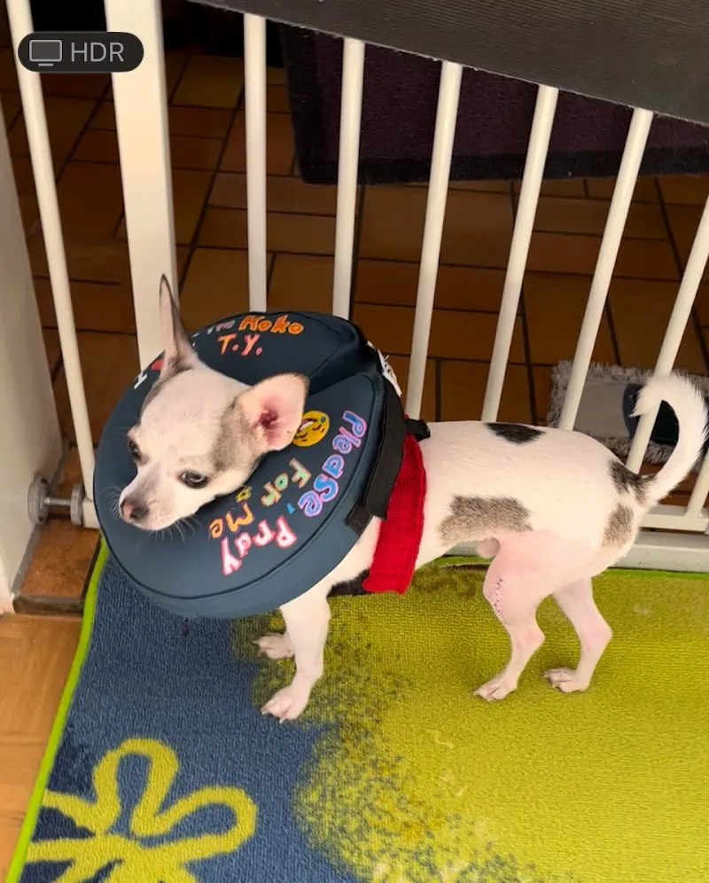 Animal Health Center — Vétérinaire, Binningen, Bâle-Campagne. Foto 2