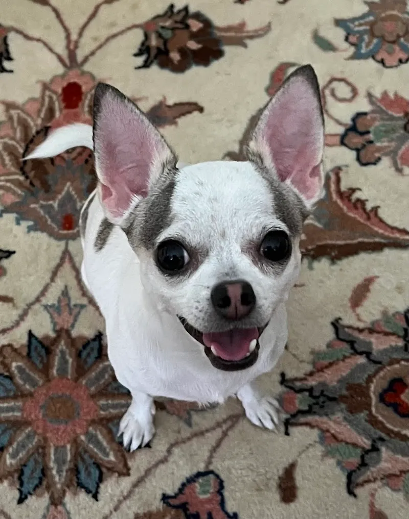 Animal Health Center — Vétérinaire, Binningen, Bâle-Campagne. Foto 3