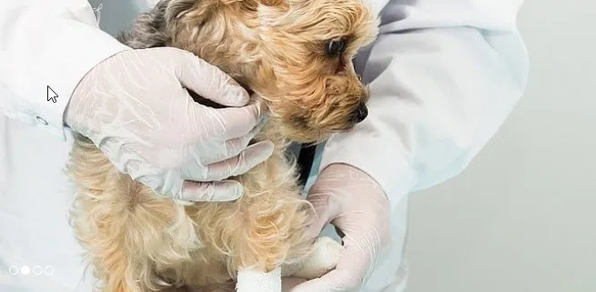 Dr. med. vet. Kleintierpraxis Grünfeld — Tierarzt in Allschwil, Basel-Landschaft. Bewertung 4.9/5.