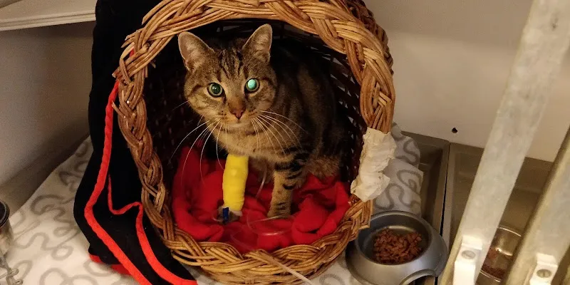 Kleintierklinik Klaus AG — Tierarzt, Liestal, Basel-Landschaft. Foto 3