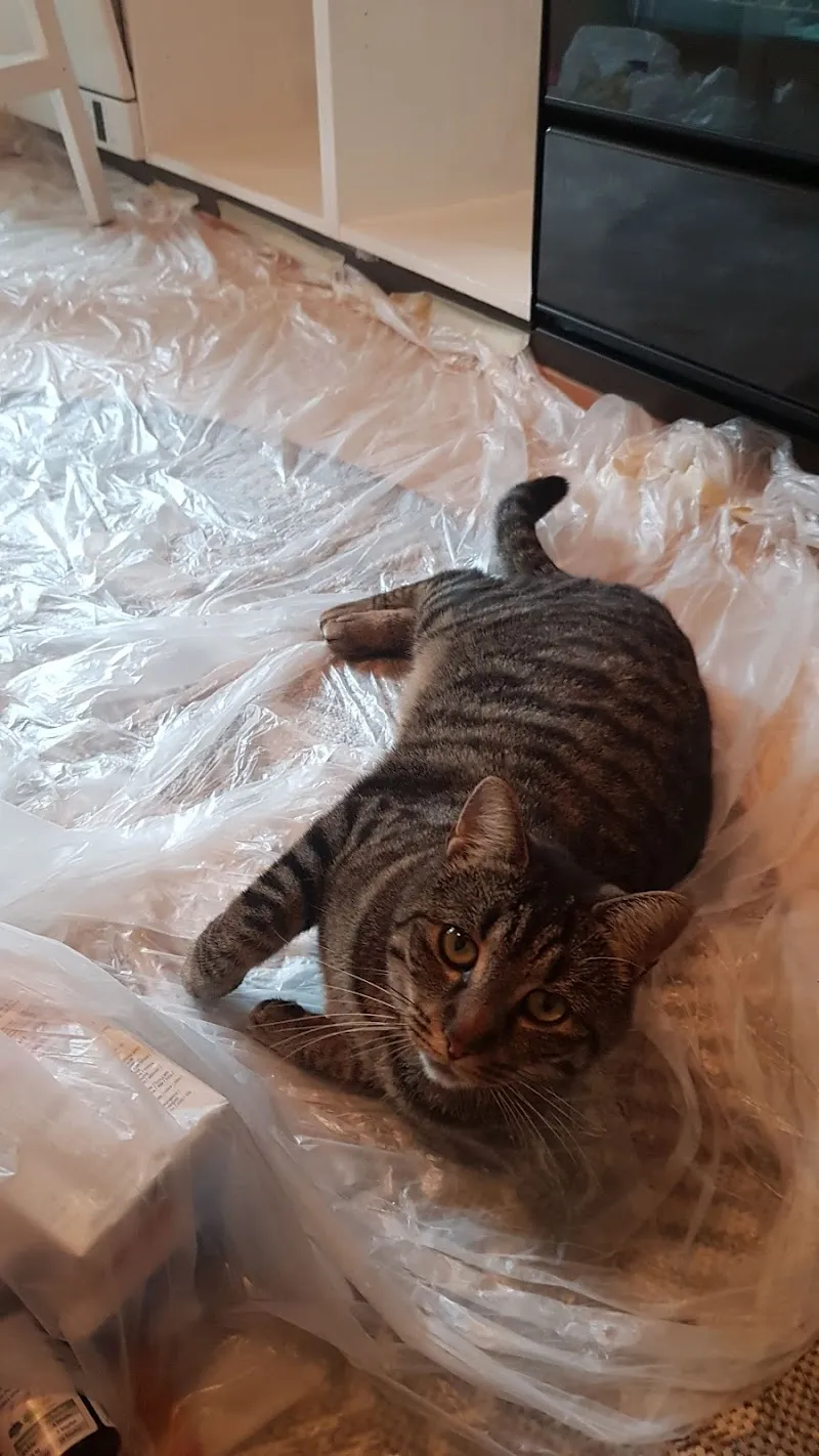 Kleintierpraxis Am Ring — Tierarzt, Basel, Basel-Stadt. Foto 2