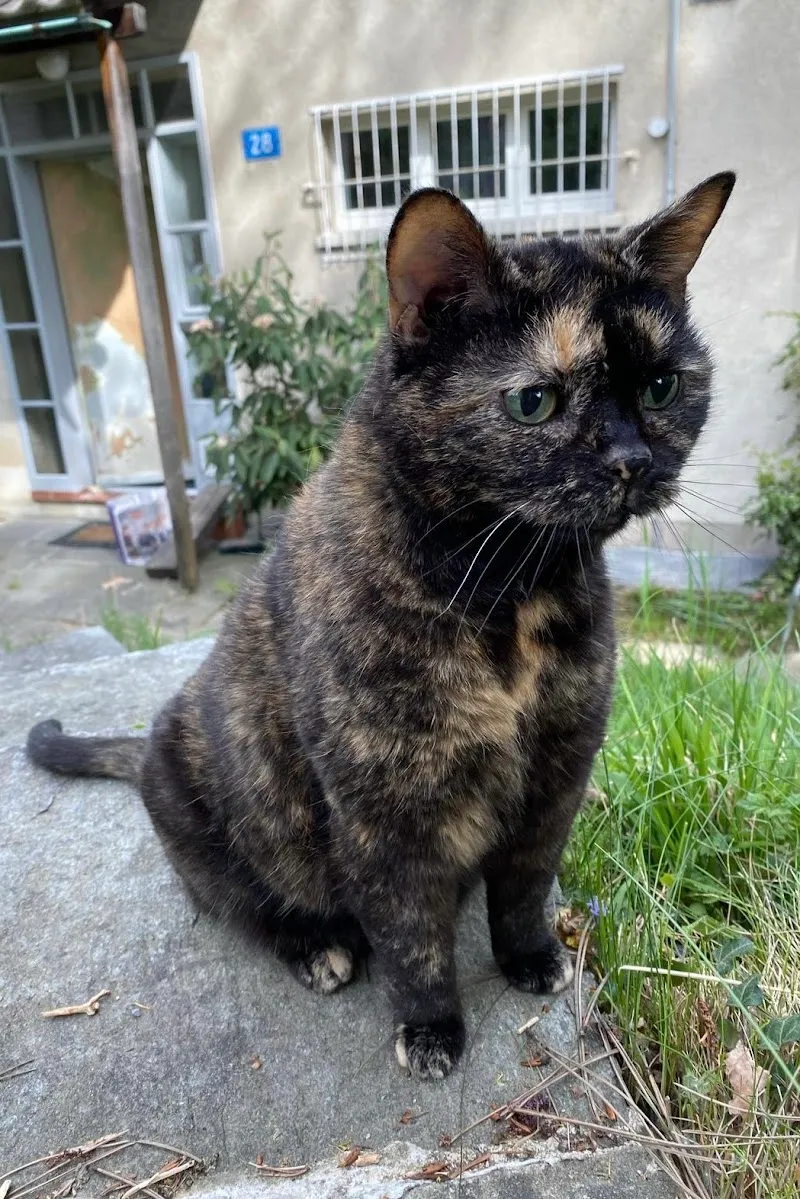 Kleintierpraxis Drei Pfoten Dr.med.vet. Cosmin Tuns — Tierarzt in Kanton Reinach, Basel-Landschaft. Bewertung 4.8/5.