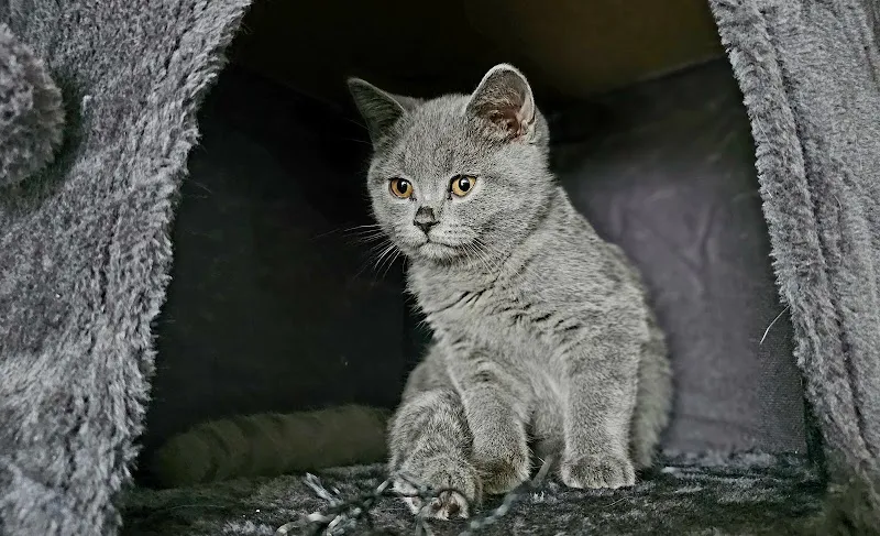 Kleintierpraxis Drei Pfoten Dr.med.vet. Cosmin Tuns — Tierarzt, Kanton Reinach, Basel-Landschaft. Foto 2