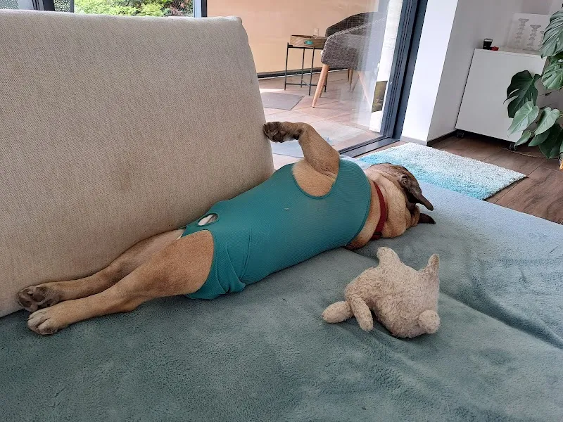 Kleintierpraxis Drei Pfoten Dr.med.vet. Cosmin Tuns — Tierarzt, Kanton Reinach, Basel-Landschaft. Foto 3