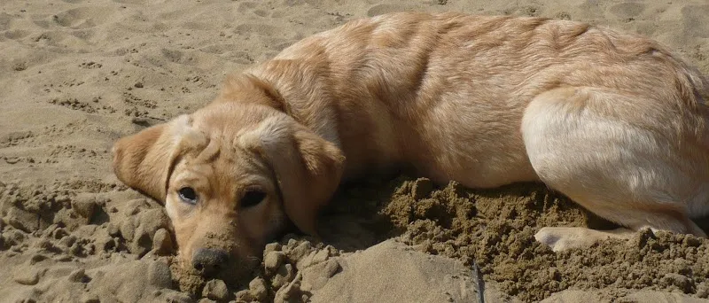 Kleintierpraxis Zampa — Tierarzt in Binningen, Basel-Landschaft. Bewertung 4.5/5.