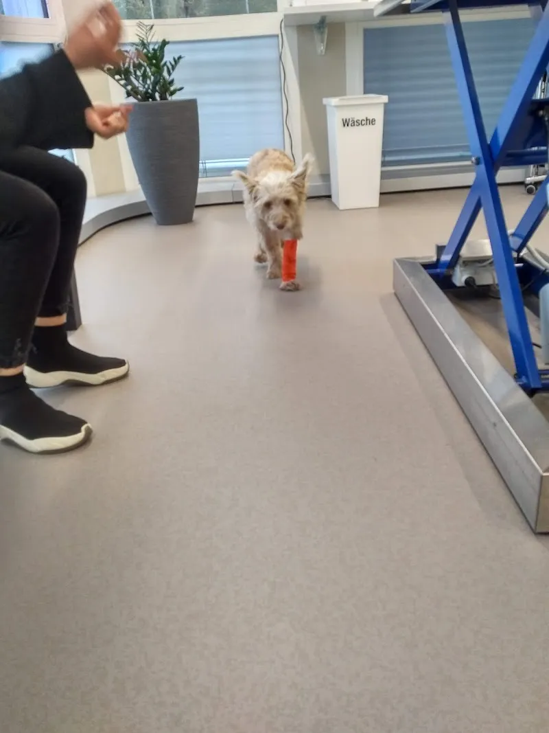 Kleintierpraxis Zampa — Veterinarian, Binningen, Basel-Country. Foto 2