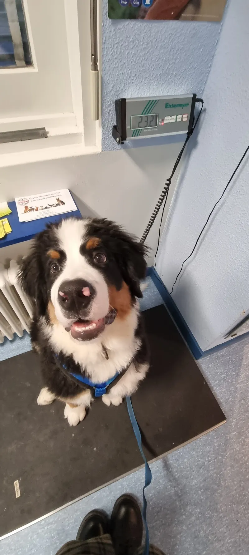 Kleintierpraxis zur Steinenschanze Dr. Tolone — Vétérinaire, Basel, Bâle-Ville. Foto 3