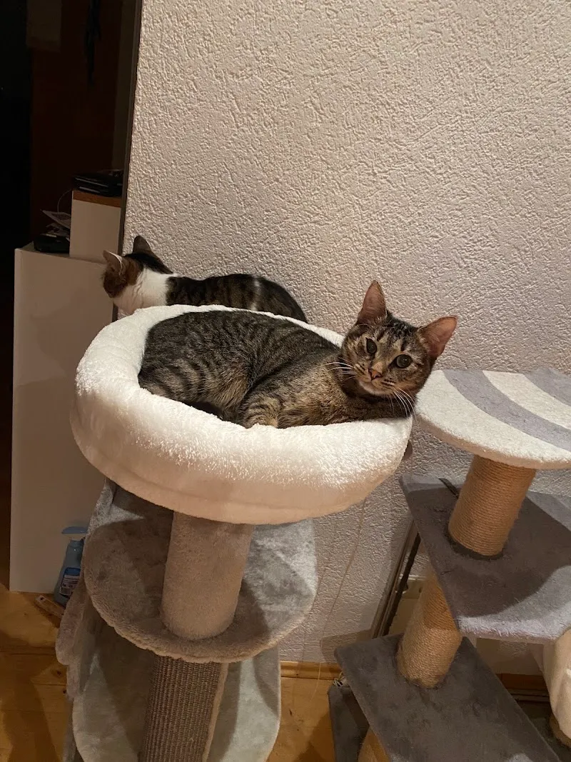 Tierdermatologie Basel — Tierarzt in Münchenstein, Basel-Landschaft. Bewertung 4.9/5.