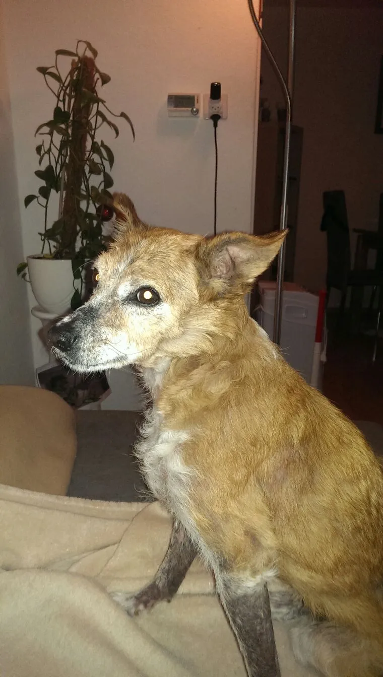 Tierdermatologie Basel — Vétérinaire, Münchenstein, Bâle-Campagne. Foto 3