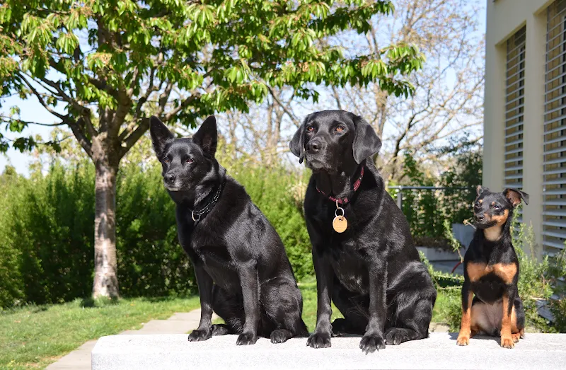 Tierpraxis mondo a, Dres. M. Gianini + C. Kaufmann — Vétérinaire, Riehen, Bâle-Ville. Foto 2