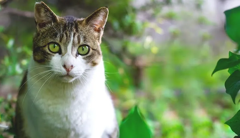 Tierärztliche Praxis mondo a — Tierarzt in Riehen, Basel-Stadt. Bewertung 4.1/5.