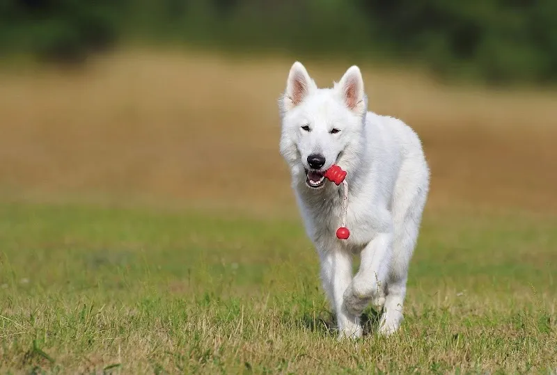 Tierärztliche Praxis mondo a — Vétérinaire, Riehen, Bâle-Ville. Foto 2