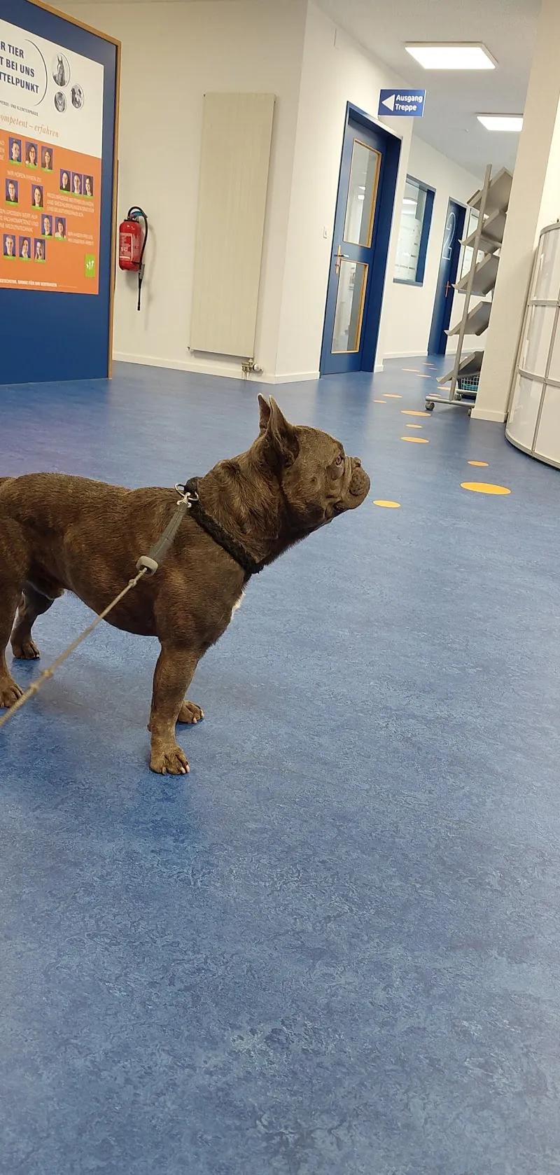 VETCARE, Pferde- und Kleintierpraxis AG — Tierarzt in Therwil, Basel-Landschaft. Bewertung 4.8/5.