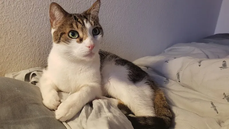 VetTrust Kleintierpraxis Basel City — Tierarzt in Basel, Basel-Stadt. Bewertung 4.5/5.