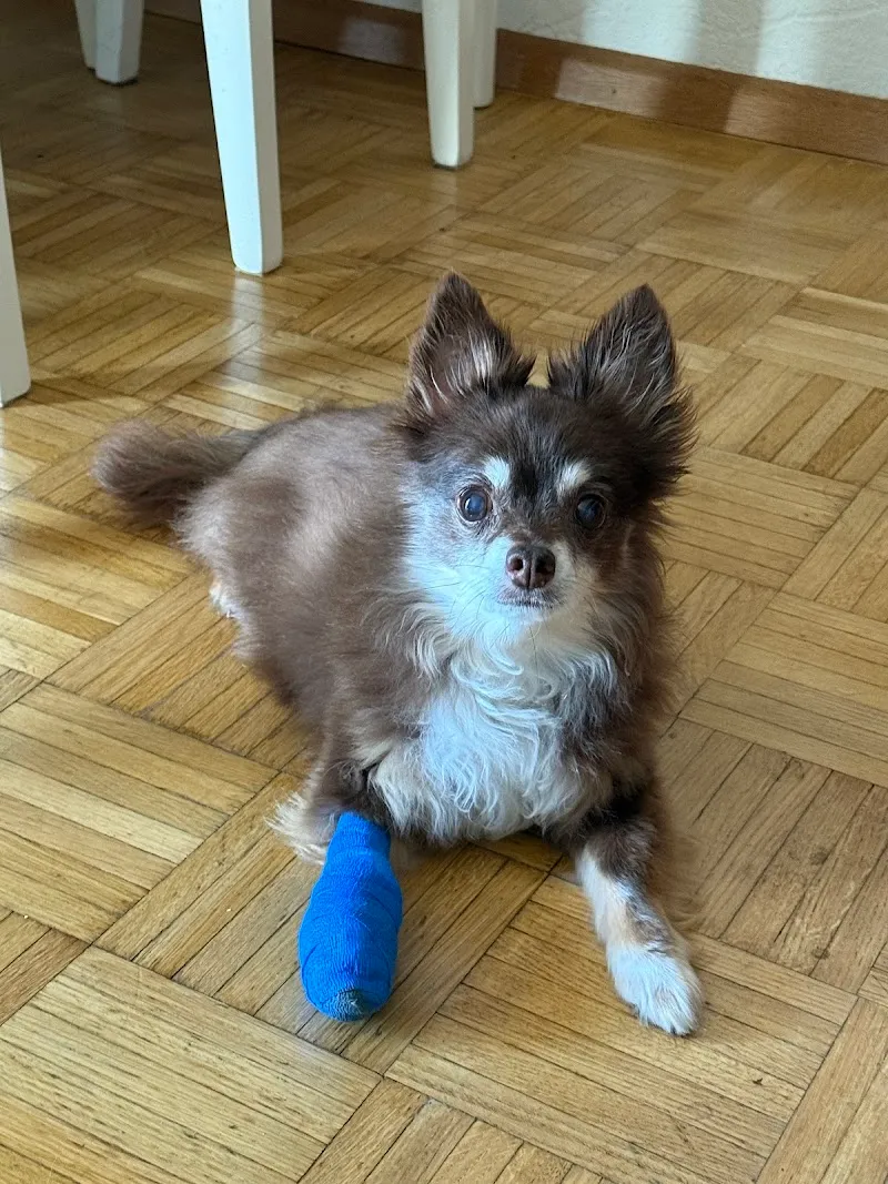 VetTrust Kleintierpraxis Dreispitz — Tierarzt, Münchenstein, Basel-Landschaft. Foto 2