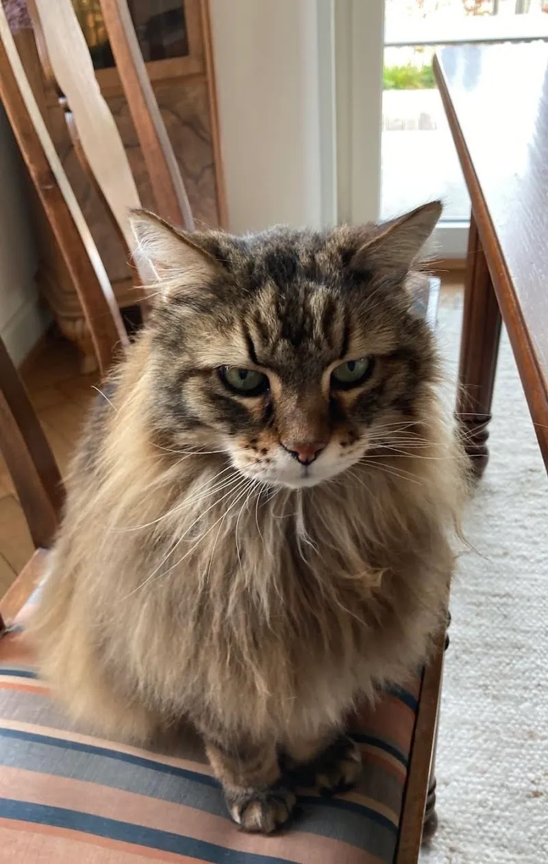 VetTrust Kleintierpraxis Dreispitz — Tierarzt, Münchenstein, Basel-Landschaft. Foto 3