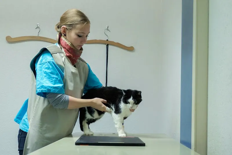 AarVet AG — Tierarzt, Aarberg, Bern. Foto 2