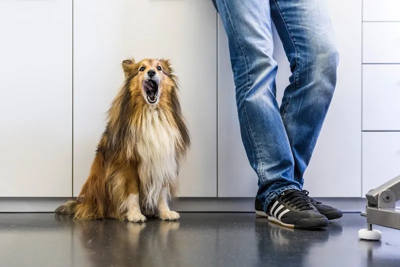 AniCura Tierklinik Thun AG — Tierarzt in Thun, Bern. Bewertung 4.0/5.
