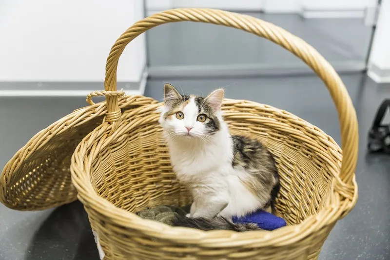 AniCura Tierklinik Thun AG — Vétérinaire, Thun, Berne. Foto 3