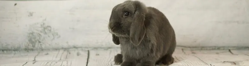 Cabinet vétérinaire am Bahnhof — Tierarzt in Biel, Bern. Bewertung 4.5/5.