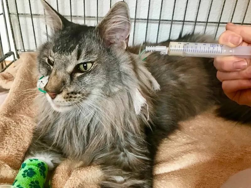 Cabinet vétérinaire am Bahnhof — Veterinario, Biel, Berna. Foto 2