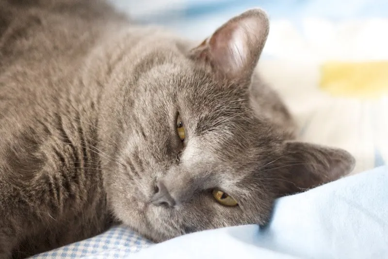 Cabinet vétérinaire am Bahnhof — Veterinario, Biel, Berna. Foto 3