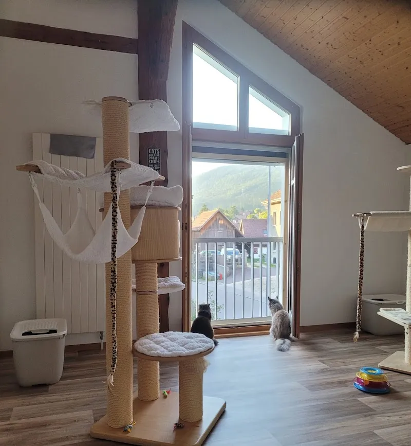 Hôtel Chat l'Heureux — Katzenpension in Valbirse, Bern. Bewertung 5.0/5.