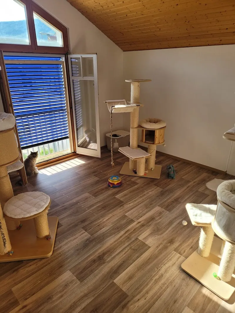 Hôtel Chat l'Heureux — Pension pour chats, Valbirse, Berne. Foto 2