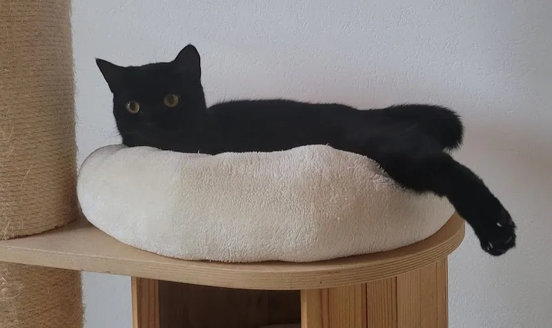 Hôtel Chat l'Heureux — Pension pour chats, Valbirse, Berne. Foto 3