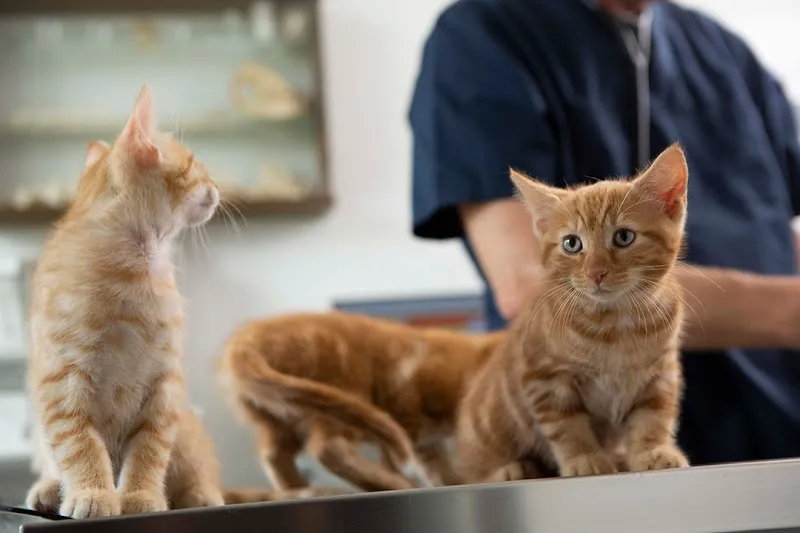 Dr. med. vet. Frey Artur — Tierarzt in Steffisburg, Bern. Bewertung 4.8/5.