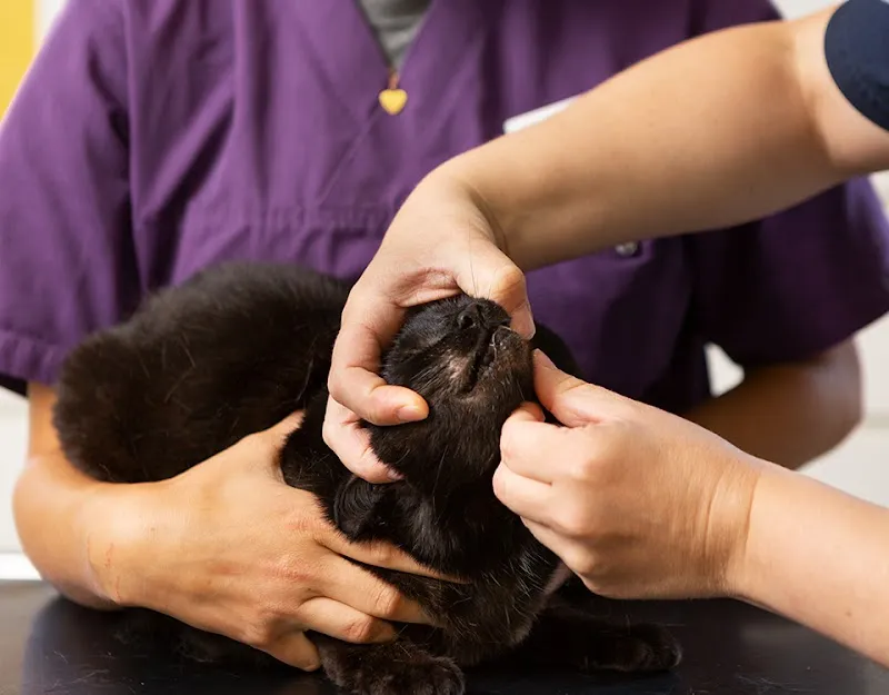 Dr. med. vet. Frey Artur — Tierarzt, Steffisburg, Bern. Foto 2