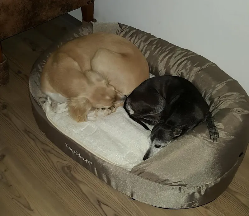 Dr. med. vet. Furrer Luzia — Tierarzt in Burgdorf, Bern. Bewertung 4.8/5.