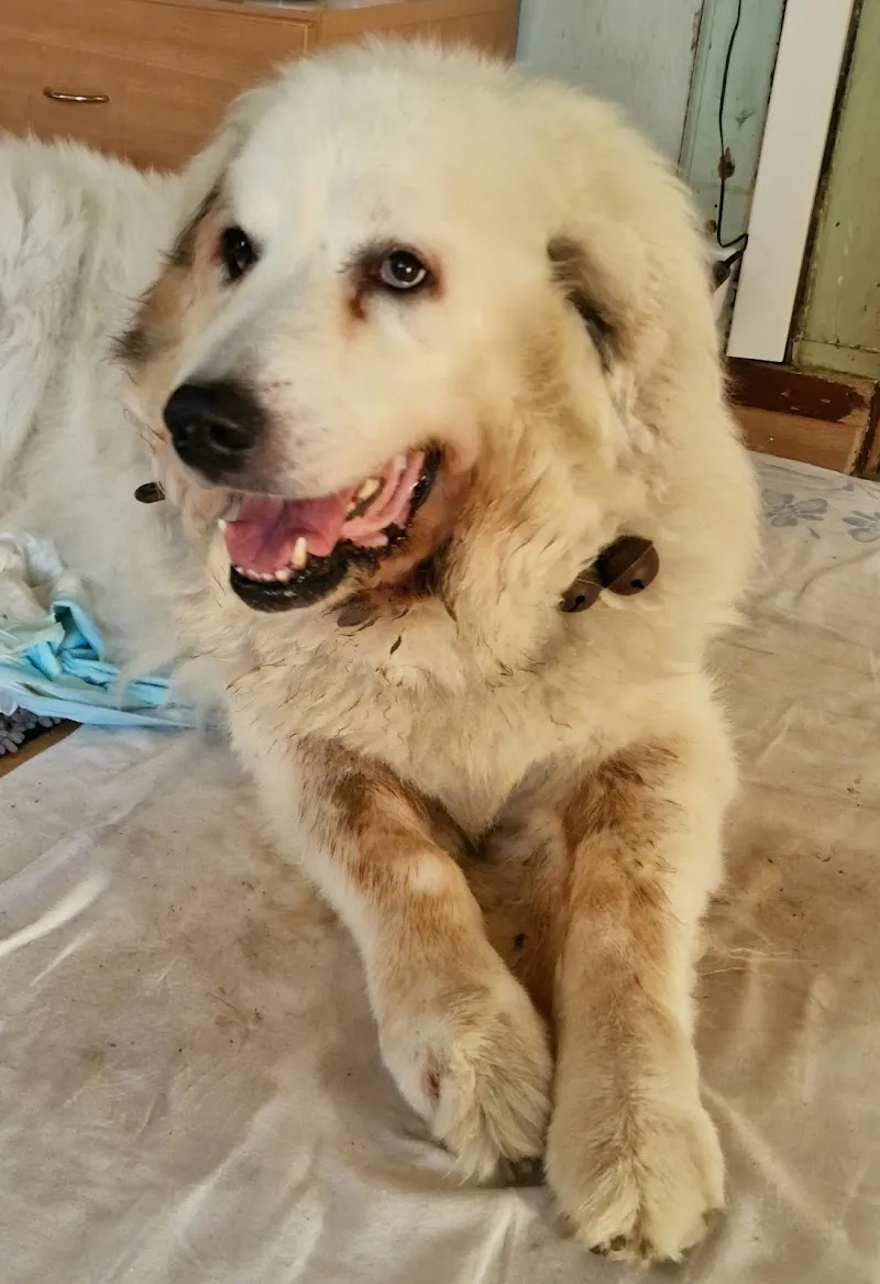 Dr. med. vet. Hiltbrunner Urs — Tierarzt in Worb, Bern. Bewertung 4.9/5.