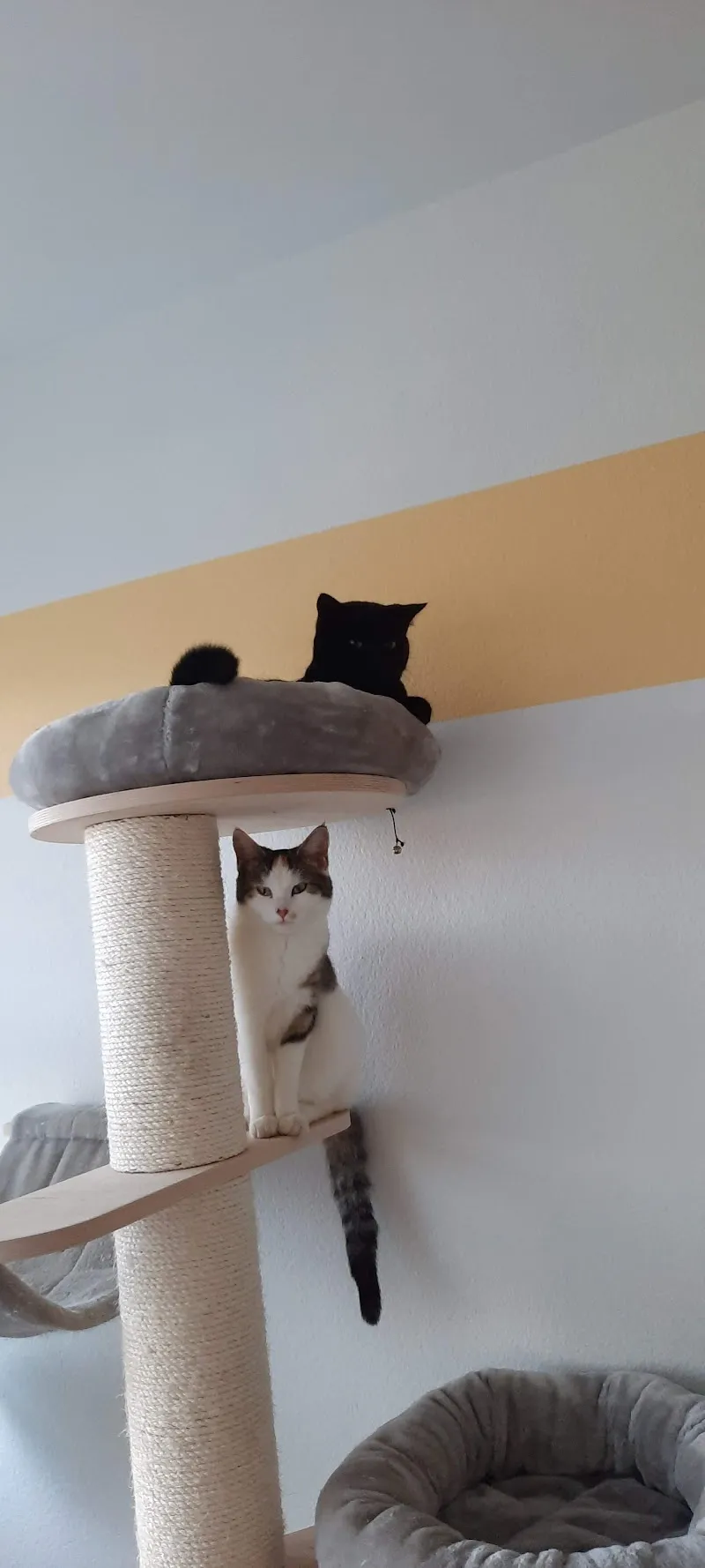 Dr. med. vet. Hiltbrunner Urs — Tierarzt, Worb, Bern. Foto 2