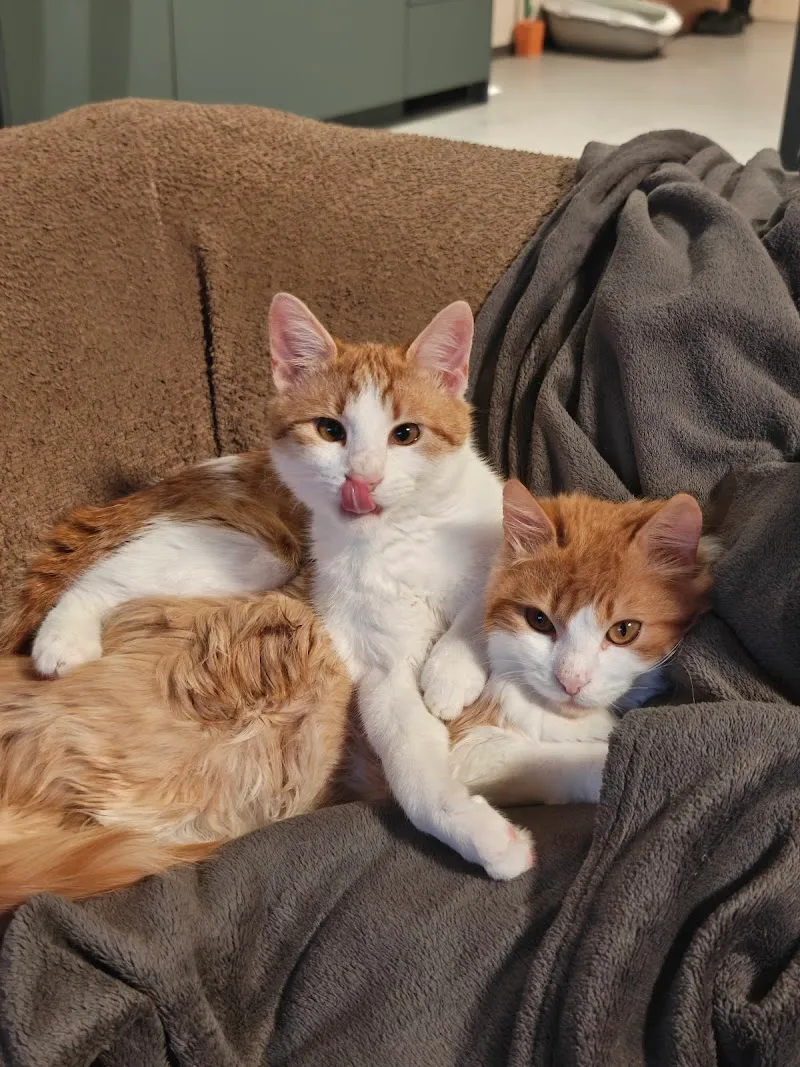 Dr. med. vet. Hiltbrunner Urs — Tierarzt, Worb, Bern. Foto 3