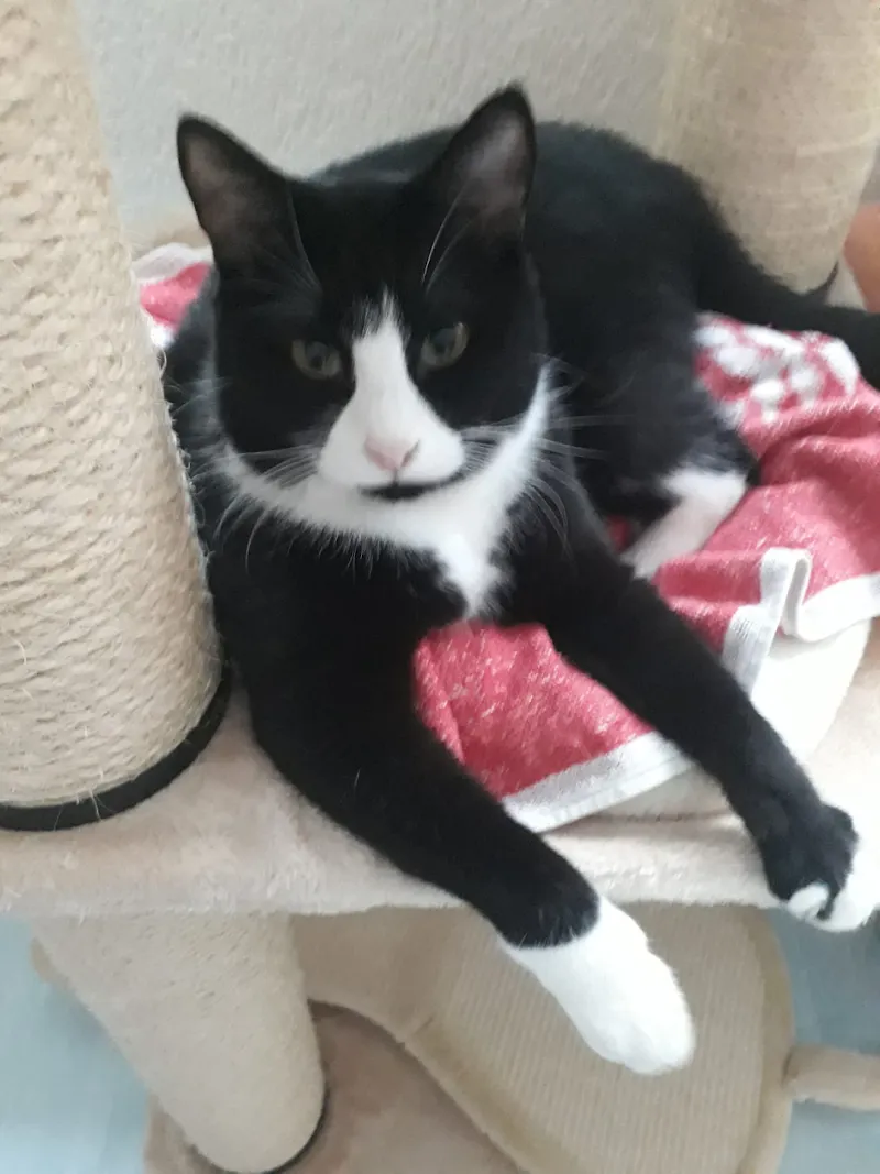 Dr. med. vet. Hofer Gabriel — Tierarzt in Thun, Bern. Bewertung 4.7/5.