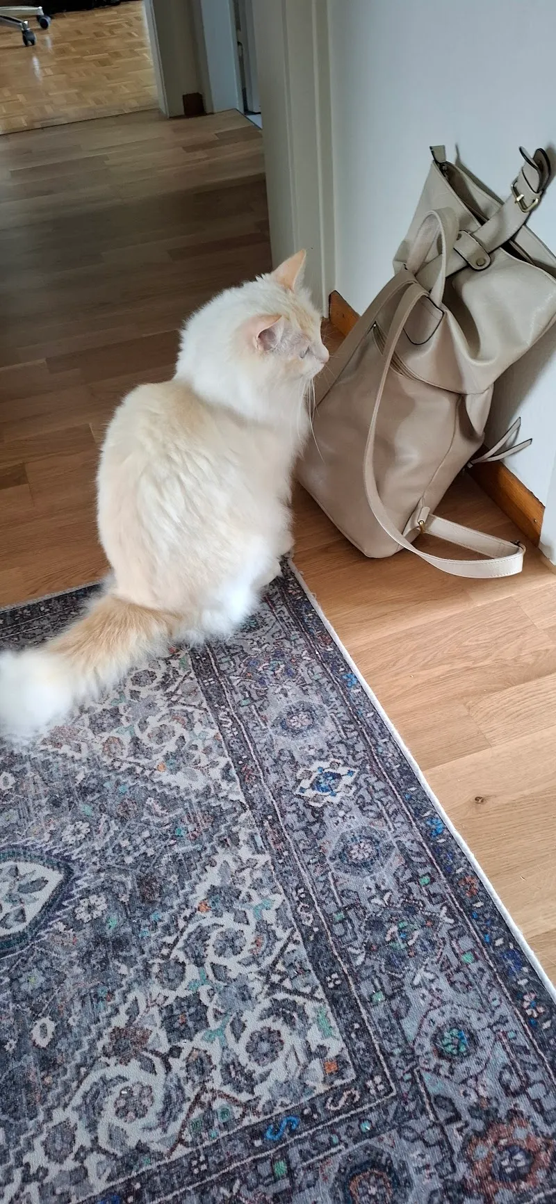 Katzen-Nanny Katzenbetreuung Ferienhilfe — Katzenpension in Derendingen, Solothurn. Bewertung 5.0/5.