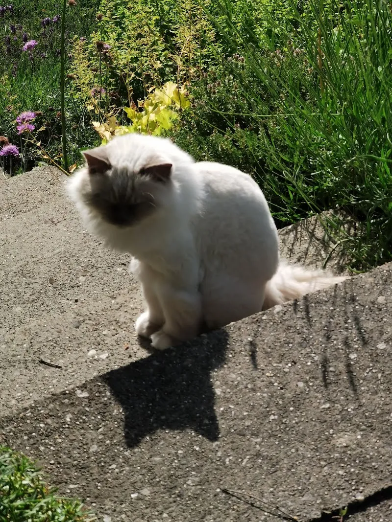 Katzen-Nanny Katzenbetreuung Ferienhilfe — Katzenpension, Derendingen, Solothurn. Foto 2
