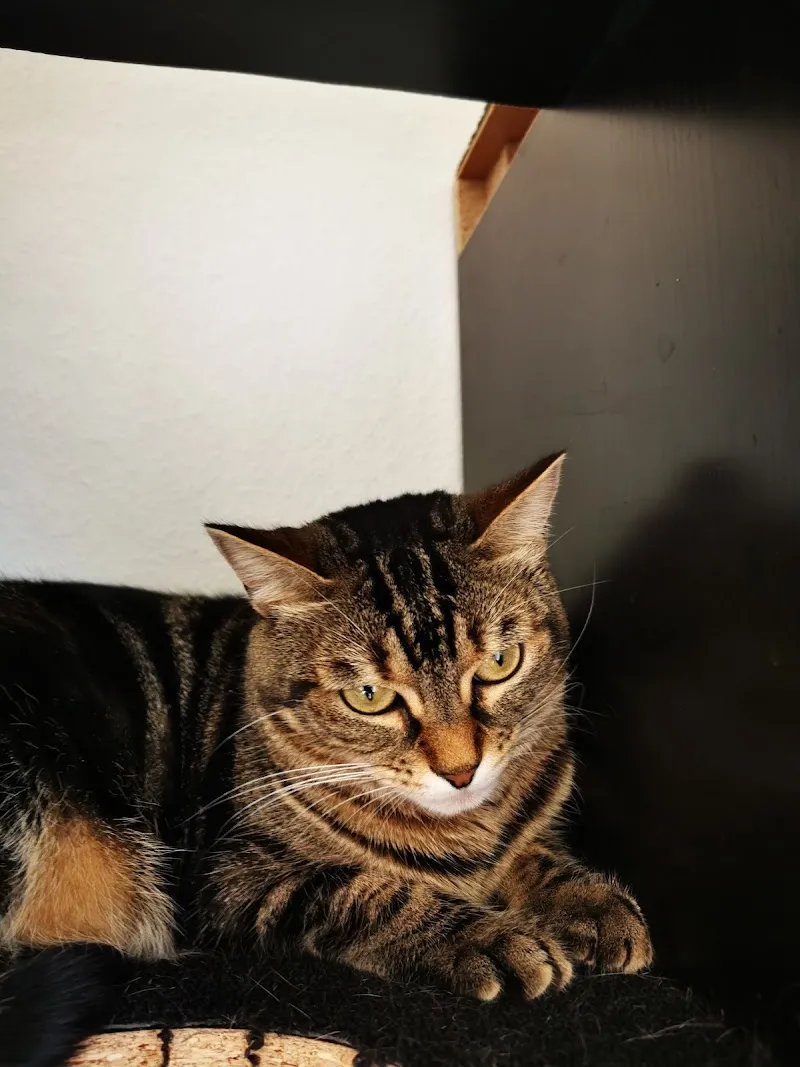 Katzen-Nanny Katzenbetreuung Ferienhilfe — Katzenpension, Derendingen, Solothurn. Foto 3