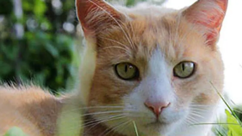 Gross- und Kleintierpraxis Geiser Biglen — Tierarzt in Biglen, Bern. Bewertung 4.7/5.