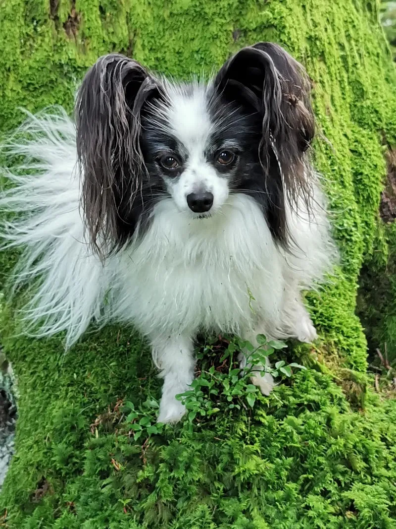 Gross- und Kleintierpraxis Geiser Biglen — Tierarzt, Biglen, Bern. Foto 2